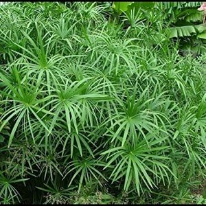 Umbrella Tropical Palm Plant,  landscape & Ponds